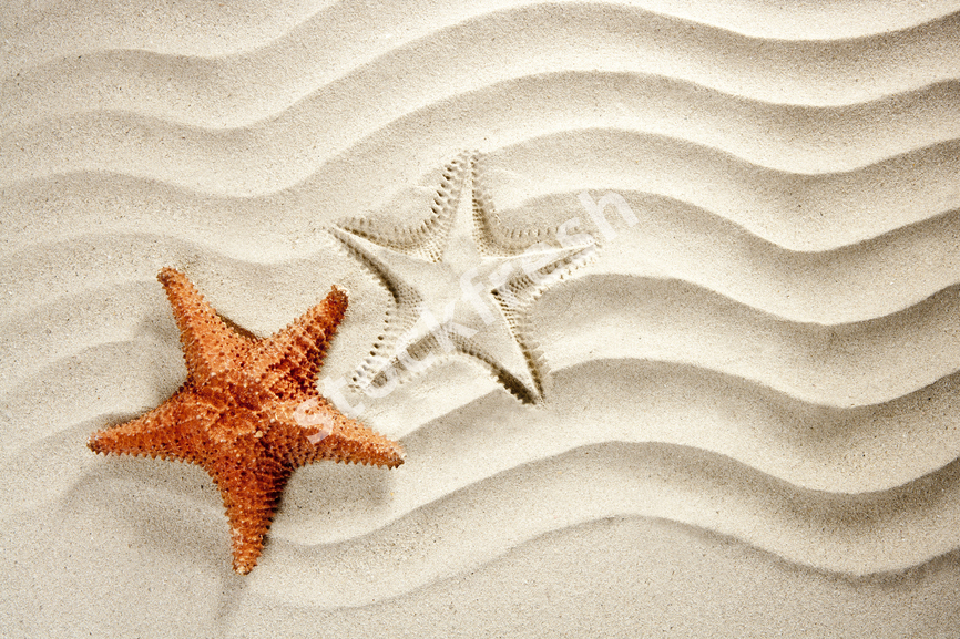 beach white wavy sand starfish summer vacation