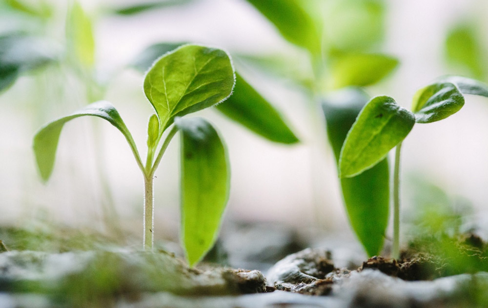 Sprouts Leaves