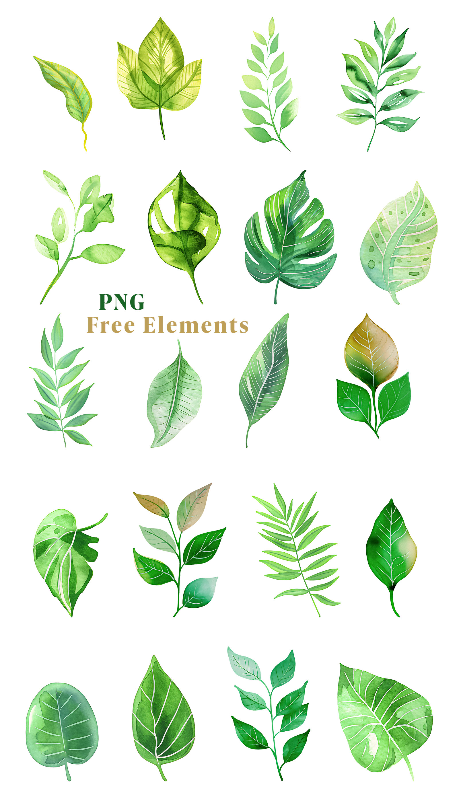 Watercolor Botanical Leaves PNG