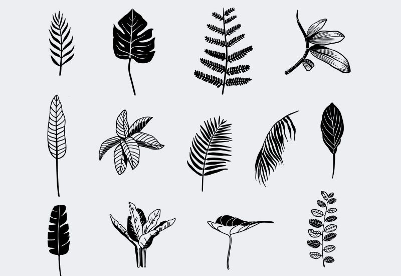 Vector Handrawn Tropical Leaves