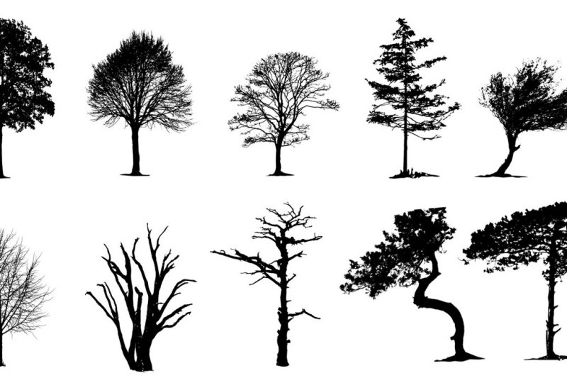 Vector Tree Silhouettes