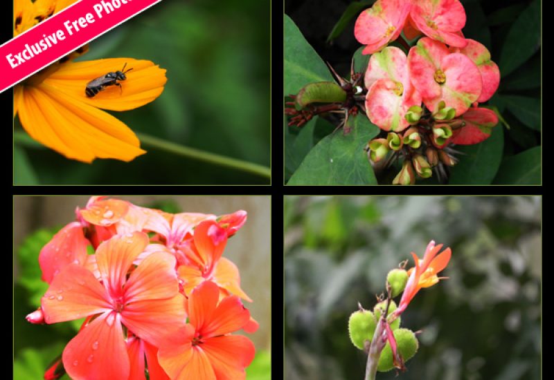 free-flower-photos