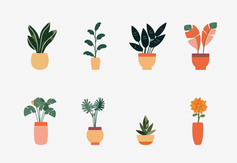 Vector Indoor Plants Illustration Collection