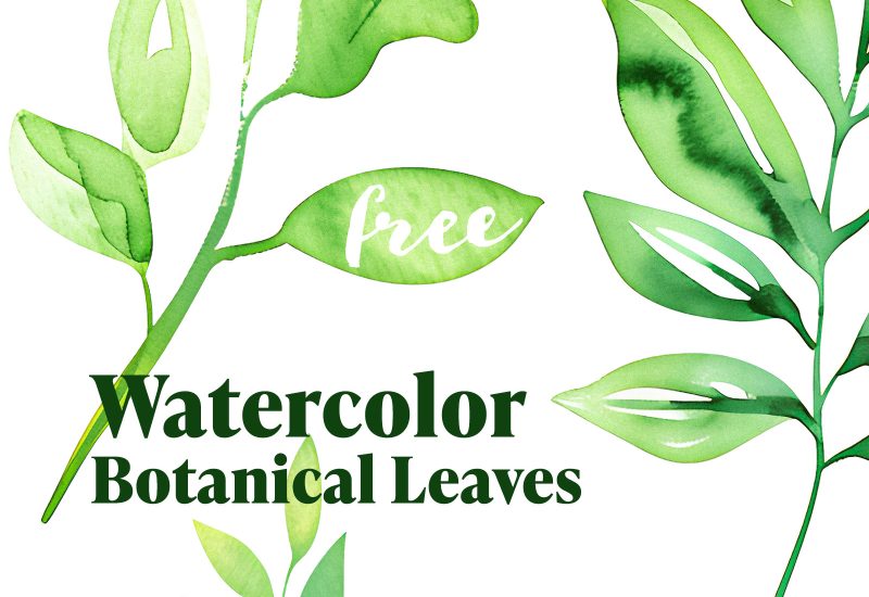 Watercolor Botanical Leaves PNG Clipart